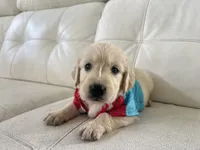 White Puppy 1, a male English Cream Golden Retriever for sale in Brooksville, FL – 5 of 10