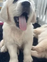 White Puppy 1 (b), a male English Cream Golden Retriever for sale in Brooksville, FL – 8 of 10