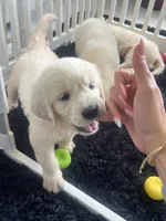 White Puppy 3 (b), a male English Cream Golden Retriever for sale in Brooksville, FL – 7 of 8