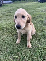 Red Puppy 3 (f), a female Golden Retriever for sale in Brooksville, FL – 3 of 5