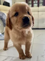 Red Puppy 2 (m) , a male Golden Retriever for sale in Brooksville, FL – 1 of 4
