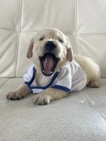 White Puppy 2, a male English Cream Golden Retriever for sale in Brooksville, FL – 2 of 10