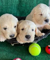 White Puppy 3 (f) , a female English Cream Golden Retriever for sale in Brooksville, FL – 5 of 5