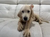 White Puppy 2 (f), a female English Cream Golden Retriever for sale in Brooksville, FL – 1 of 6