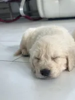 White Puppy 3 (f) , a female English Cream Golden Retriever for sale in Brooksville, FL – 2 of 9