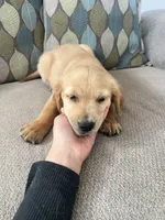 Red Puppy 3 (f), a female Golden Retriever for sale in Brooksville, FL – 3 of 4