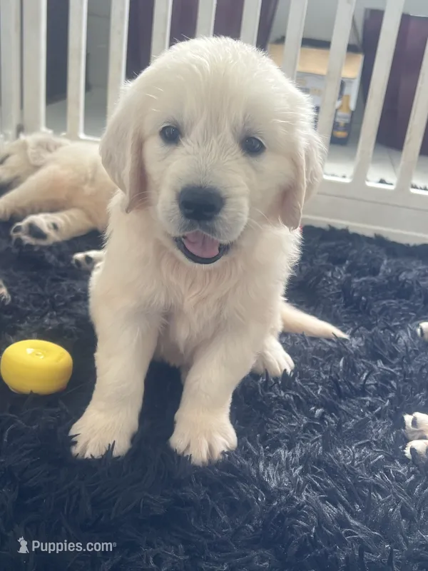 White Puppy 4 (b) – English Cream Golden Retriever puppy for sale in Brooksville, FL