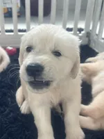 White Puppy 1 (b), a male English Cream Golden Retriever for sale in Brooksville, FL – 2 of 10