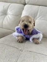 White Puppy .6, a female English Cream Golden Retriever for sale in Brooksville, FL – 5 of 10
