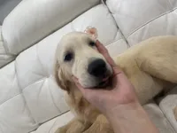 White Puppy 2 (f), a female English Cream Golden Retriever for sale in Brooksville, FL – 5 of 6