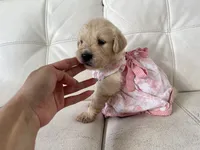 White Puppy .5, a female English Cream Golden Retriever for sale in Brooksville, FL – 7 of 8