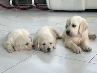White Puppy 3 (f) , a female English Cream Golden Retriever for sale in Brooksville, FL – 5 of 9