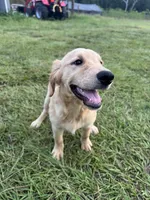 Red Puppy 3 (f), a female Golden Retriever for sale in Brooksville, FL – 1 of 5