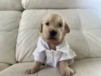 White Puppy .:3, a male English Cream Golden Retriever for sale in Brooksville, FL – 6 of 7