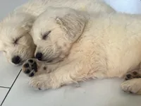 White Puppy 2 (f), a female English Cream Golden Retriever for sale in Brooksville, FL – 10 of 10