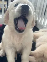 White Puppy 1 (b), a male English Cream Golden Retriever for sale in Brooksville, FL – 7 of 10