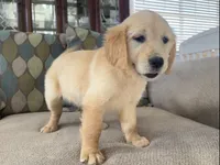 Red Puppy 2 (f), a female Golden Retriever for sale in Brooksville, FL – 4 of 4