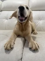 White Puppy 3 (f) , a female English Cream Golden Retriever for sale in Brooksville, FL – 6 of 7