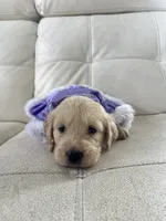 White Puppy .6, a female English Cream Golden Retriever for sale in Brooksville, FL – 9 of 10