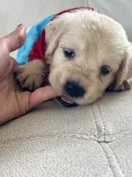 White Puppy .1, a male English Cream Golden Retriever for sale in Brooksville, FL – 2 of 7