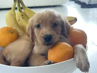 Red Puppy 4 (m), a male Golden Retriever for sale in Brooksville, FL – 5 of 6