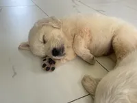 White Puppy 2 (f), a female English Cream Golden Retriever for sale in Brooksville, FL – 6 of 10