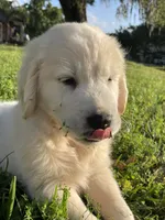 June Puppy 1, a male English Cream Golden Retriever for sale in Brooksville, FL – 6 of 7