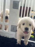White Puppy 2 (b), a male English Cream Golden Retriever for sale in Brooksville, FL – 9 of 10