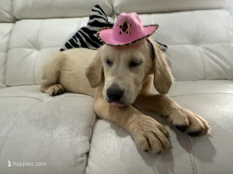 White Puppy 1 (f) – English Cream Golden Retriever puppy for sale in Brooksville, FL