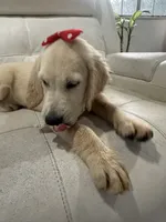 White Puppy 3 (f) , a female English Cream Golden Retriever for sale in Brooksville, FL – 3 of 7