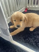 Red Puppy 3 (f), a female Golden Retriever for sale in Brooksville, FL – 6 of 7