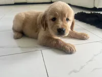 Red Puppy 2 (f), a female Golden Retriever for sale in Brooksville, FL – 2 of 6