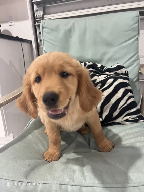 Red Puppy 1 (f) – Golden Retriever puppy for sale in Brooksville, FL