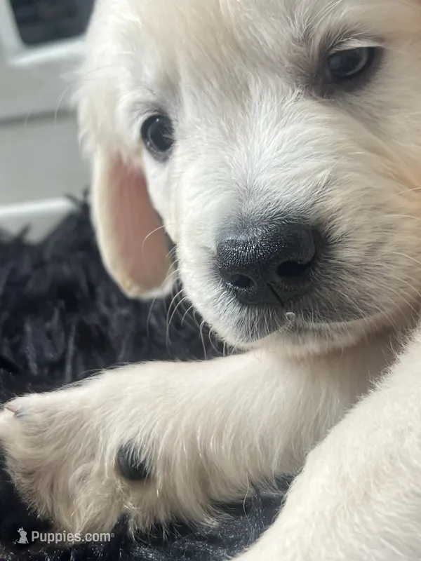 White puppy 6 (b) – English Cream Golden Retriever puppy for sale in Brooksville, FL