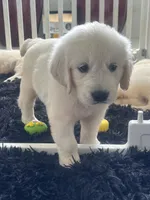 White Puppy 3 (b), a male English Cream Golden Retriever for sale in Brooksville, FL – 2 of 8