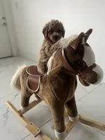 Toy Poodle 2, a male Poodle - Toy  for sale in Brooksville, FL – 4 of 5