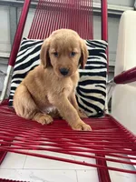 Red Puppy 2 (m), a male Golden Retriever for sale in Brooksville, FL – 2 of 4