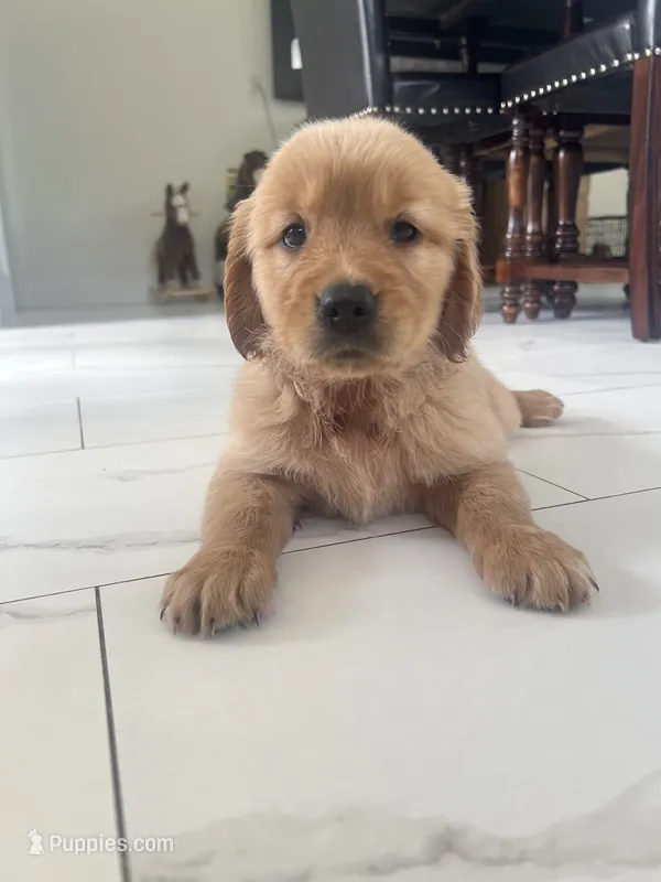 Red Puppy 4 (f) – Golden Retriever puppy for sale in Brooksville, FL