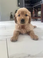 Red Puppy 4 (f), a female Golden Retriever for sale in Brooksville, FL – 1 of 6