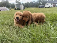 Red Puppy 5 (m) , a male Golden Retriever for sale in Brooksville, FL – 5 of 5
