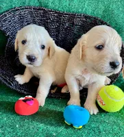 White Puppy 1 (b), a male English Cream Golden Retriever for sale in Brooksville, FL – 4 of 4