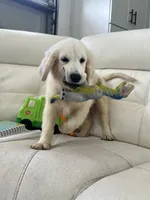 White Puppy 3 (b), a male English Cream Golden Retriever for sale in Brooksville, FL – 4 of 6