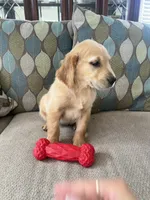 Red Puppy 3 (f), a female Golden Retriever for sale in Brooksville, FL – 2 of 4