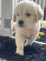 White Puppy 2 (b), a male English Cream Golden Retriever for sale in Brooksville, FL – 7 of 10