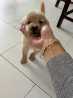 Red Puppy 1 (m), a male Golden Retriever for sale in Brooksville, FL – 1 of 4