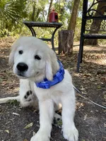 June Puppy 1, a male English Cream Golden Retriever for sale in Brooksville, FL – 3 of 7