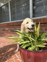 June Puppy 7, a female English Cream Golden Retriever for sale in Brooksville, FL – 3 of 6