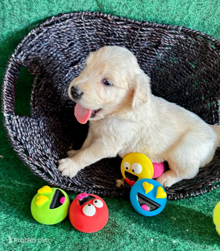 White Puppy 3 (b), a male English Cream Golden Retriever for sale in Brooksville, FL – 1 of 4