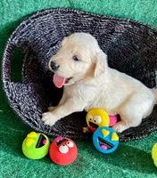 White Puppy 3 (b), a male English Cream Golden Retriever for sale in Brooksville, FL – 1 of 4