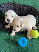 White Puppy 2 (b), a male English Cream Golden Retriever for sale in Brooksville, FL – 3 of 4